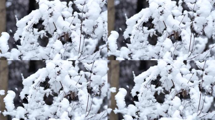 雪后的树，树枝上的雪