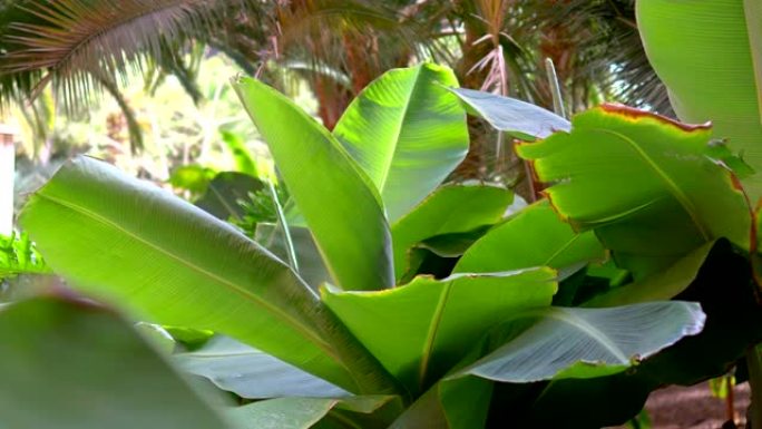 夏威夷的热带植物4k慢动作60fps