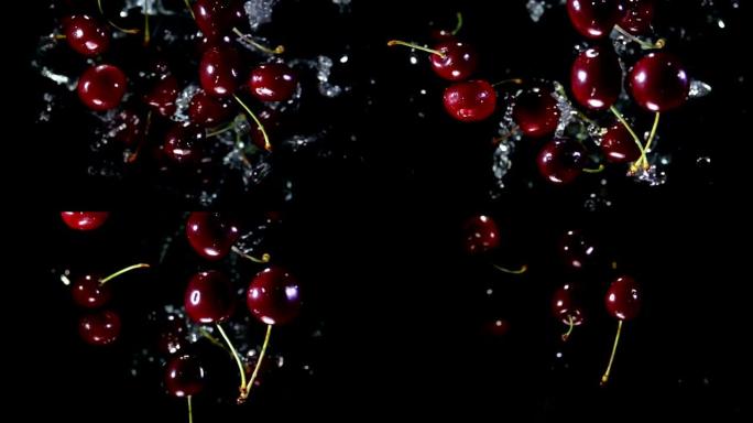 多汁的深红色樱桃在黑色背景上溅水反弹