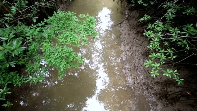 红树林根系的水流