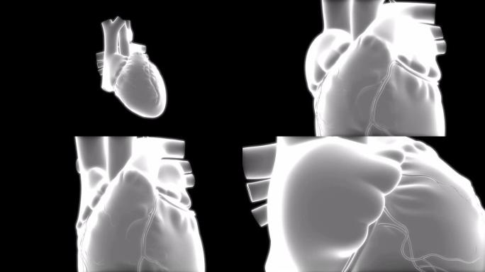 人体循环系统心脏解剖学