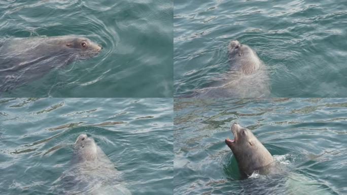 野生海洋哺乳动物北海狮在冷水太平洋中游泳