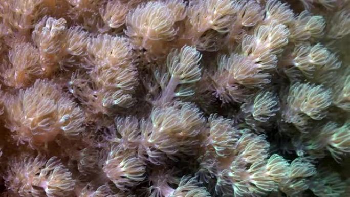 水下软珊瑚息肉海底珊瑚珊瑚礁