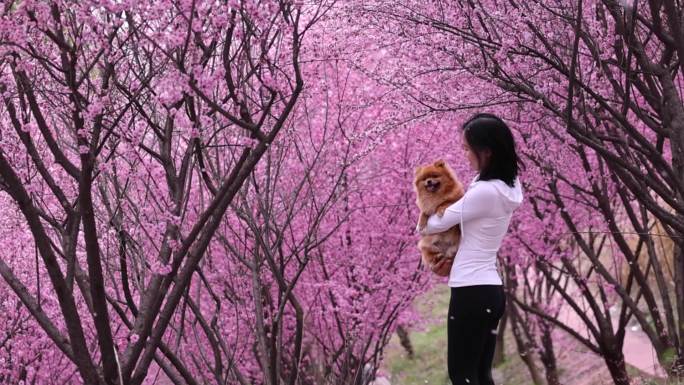 梅花 美女 宠物狗