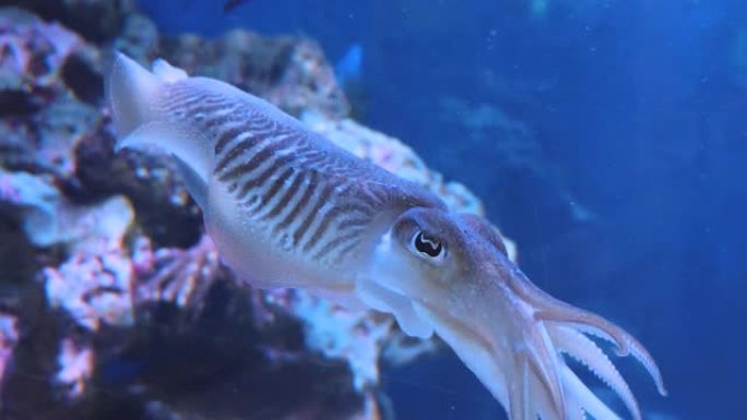 墨鱼特写海洋生物进化浅水