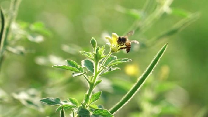 蜜蜂在黄色的花朵上吮吸花蜜，蜜蜂和花朵，慢动作