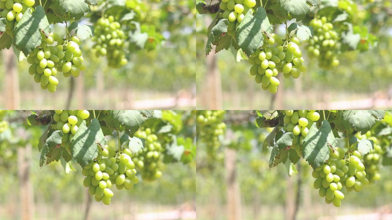 泰国葡萄园的绿色葡萄藤。葡萄处于成熟阶段。阳光穿过绿色的葡萄园。