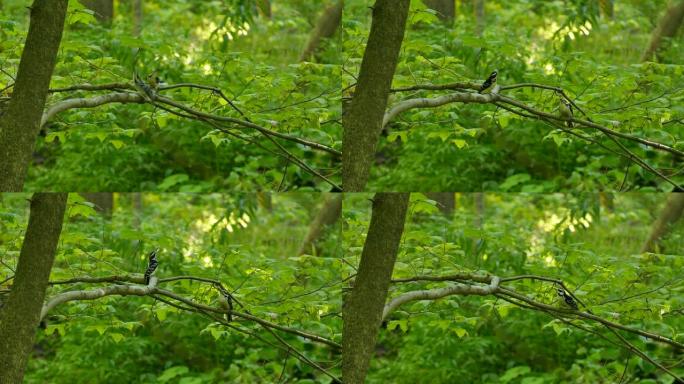 两个毛茸茸的啄木鸟互相模仿，一个跟着另一个