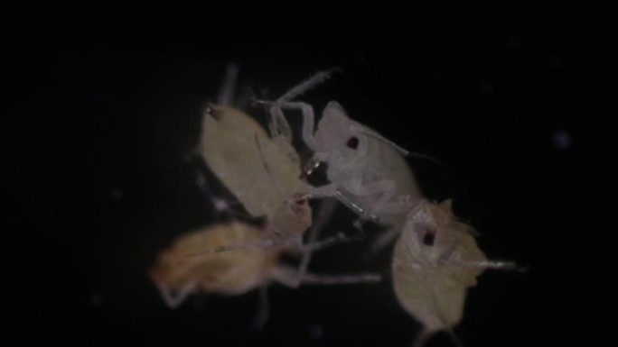粉虱是假球虫科的昆虫，用于实验室教育。
