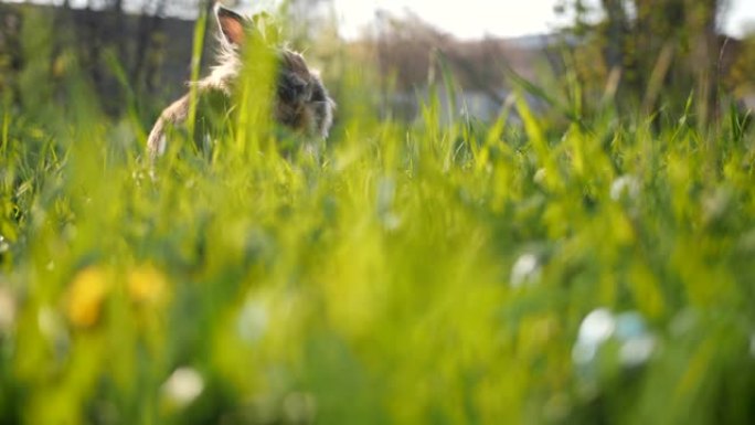 绿色草地上的棕色兔子。