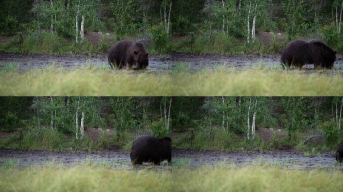 野熊在森林中行走觅食的棕熊
