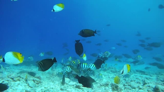 不同热带鱼的学校吃金枪鱼和其他渔业废物的遗骸被渔民扔进海洋-印度洋，富瓦赫穆拉岛，马尔代夫，亚洲