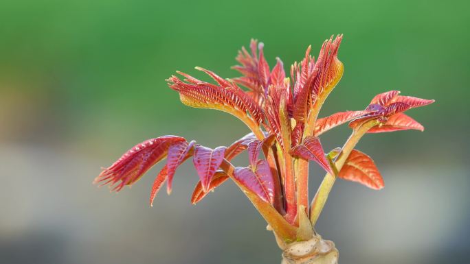 香椿芽 春芽003