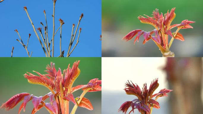 香椿芽 春芽003