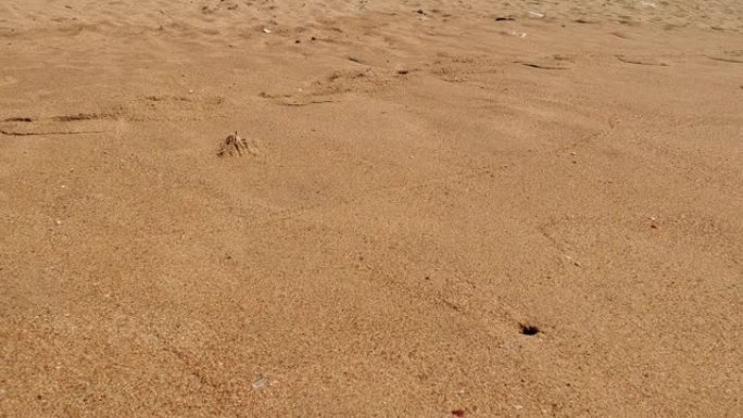 螃蟹藏在沙滩下
