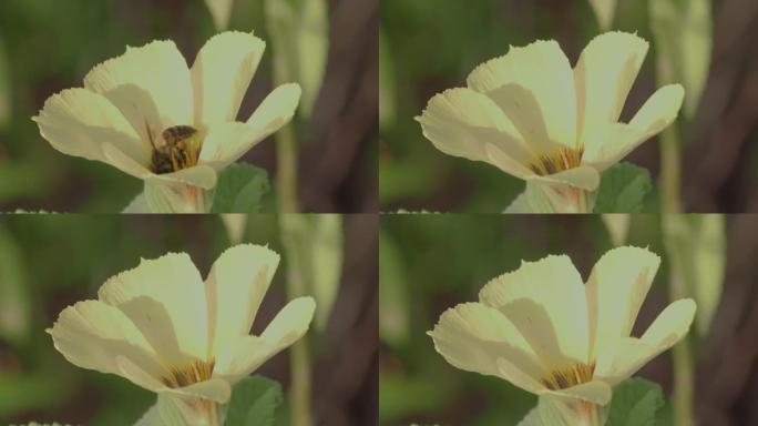 蜜蜂在晨风中飞过黄色的花瓣