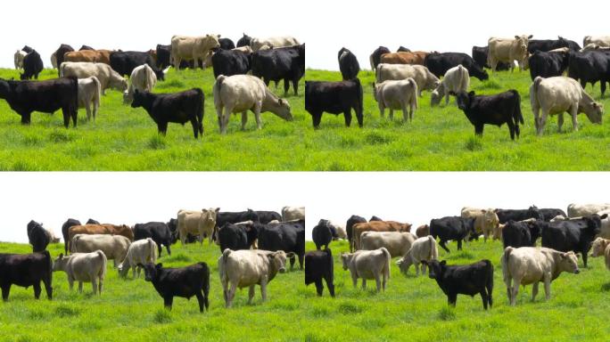 夏季草地上放牧的奶牛和山羊的景色