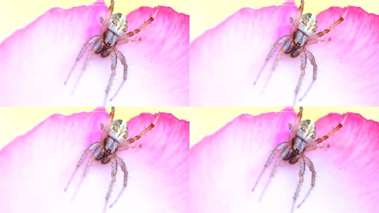 跳跃蜘蛛微观世界宣传片