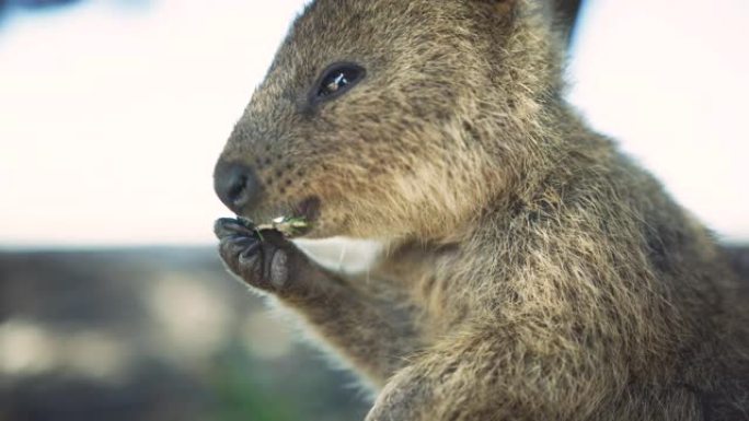 在罗特尼斯岛上吃野生Quokka的特写肖像。西澳大利亚州旅游业。慢动作。红色相机。