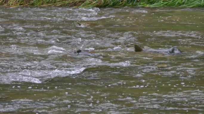 鲑鱼逆流而上游，其背部超过了浅河中的水位
