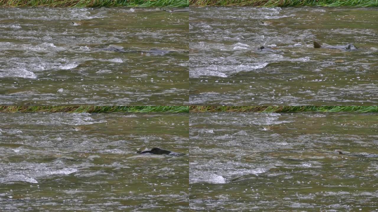 鲑鱼逆流而上游，其背部超过了浅河中的水位