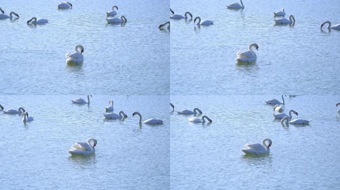 4k宽镜头组美丽的白天鹅在湖中游泳。天鹅湖野生动物的自然、爱心和环保理念。