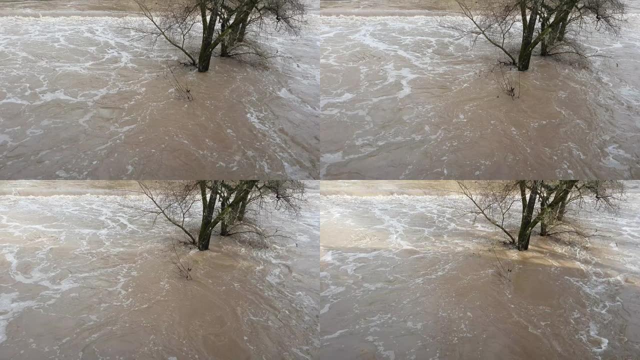 洪水期间站在肮脏的棕色水中的树木