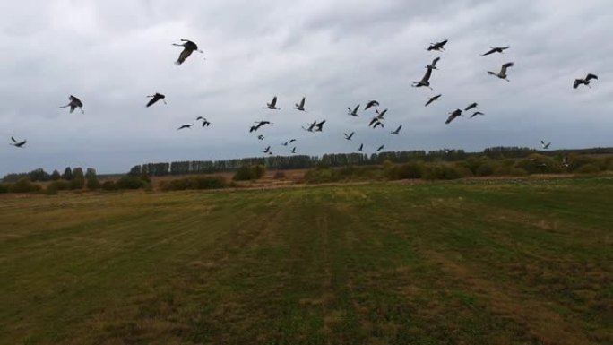 鸟瞰图: 一大群起重机起飞和上升的侧视图和摄像机沿着鸟儿的路径移动