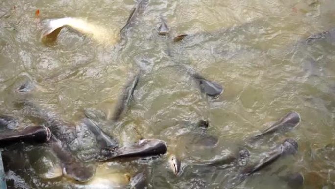 河里的鱼等着人们喂食