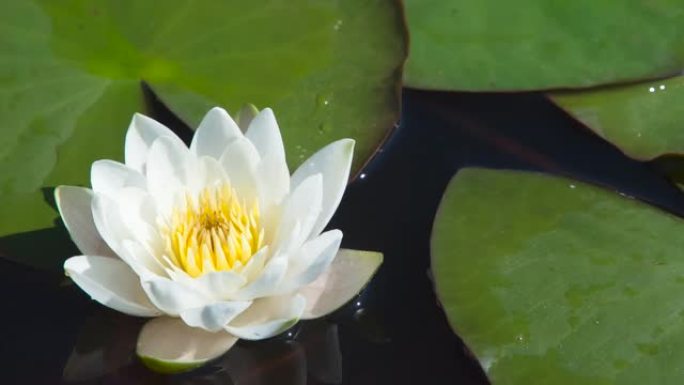 池塘中央优雅的睡莲