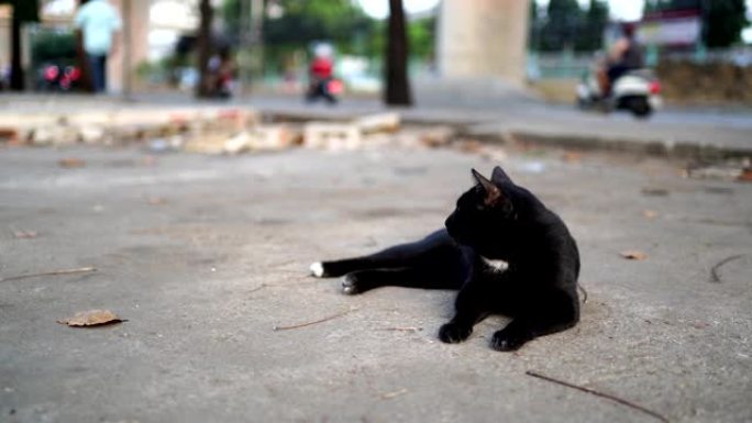 住在路边的野猫特写黑猫行人