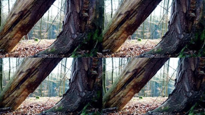 相机滑块风暴损坏后的枯木