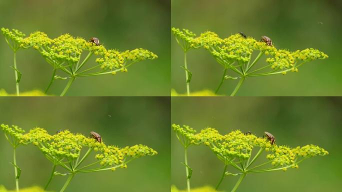 在加拿大，各种各样的虫子在黄色的田花周围觅食和徘徊