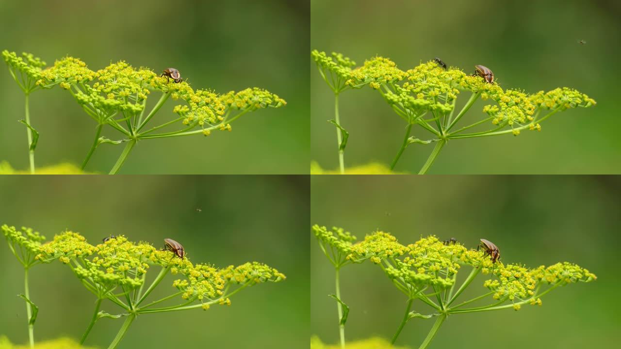 在加拿大，各种各样的虫子在黄色的田花周围觅食和徘徊