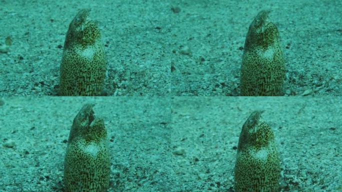 暴风雨期间冲浪区沙底的蛇鳗。大理石蛇鳗的肖像 (Callechelys marmorata) 将头从