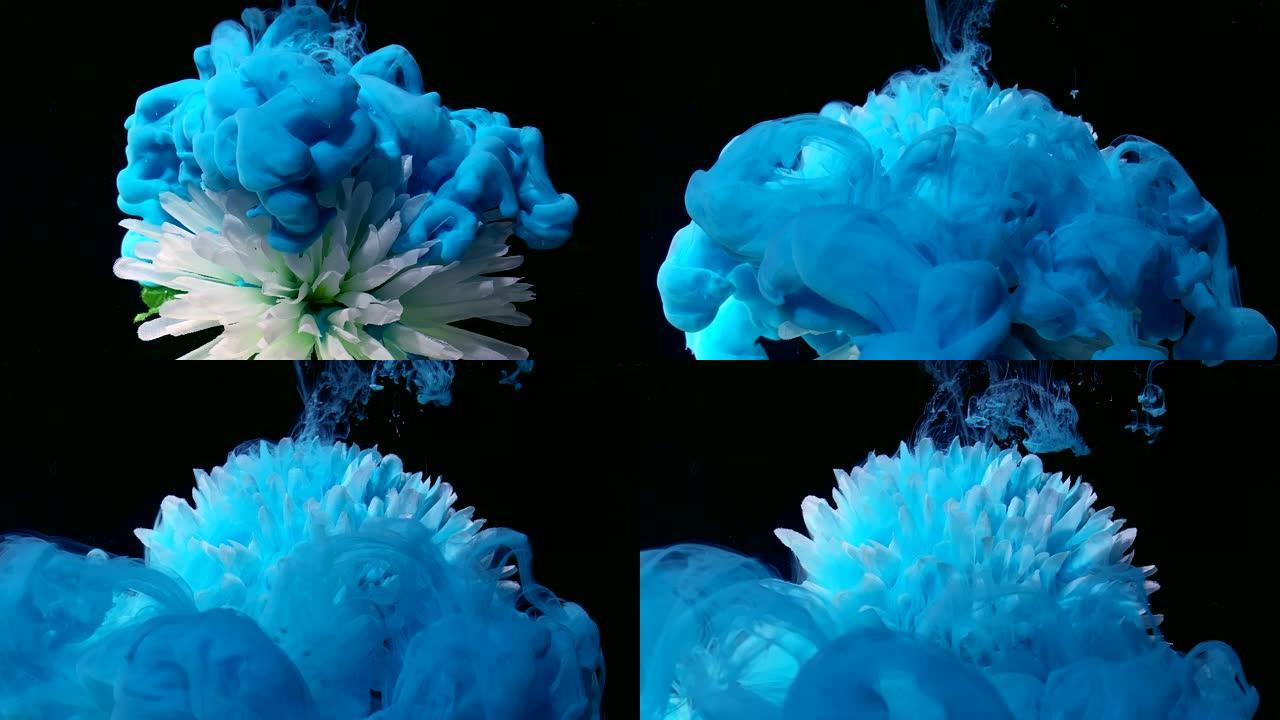 美丽的白菊花在梦幻般的背景上。黑色背景上的蓝色水彩墨水。