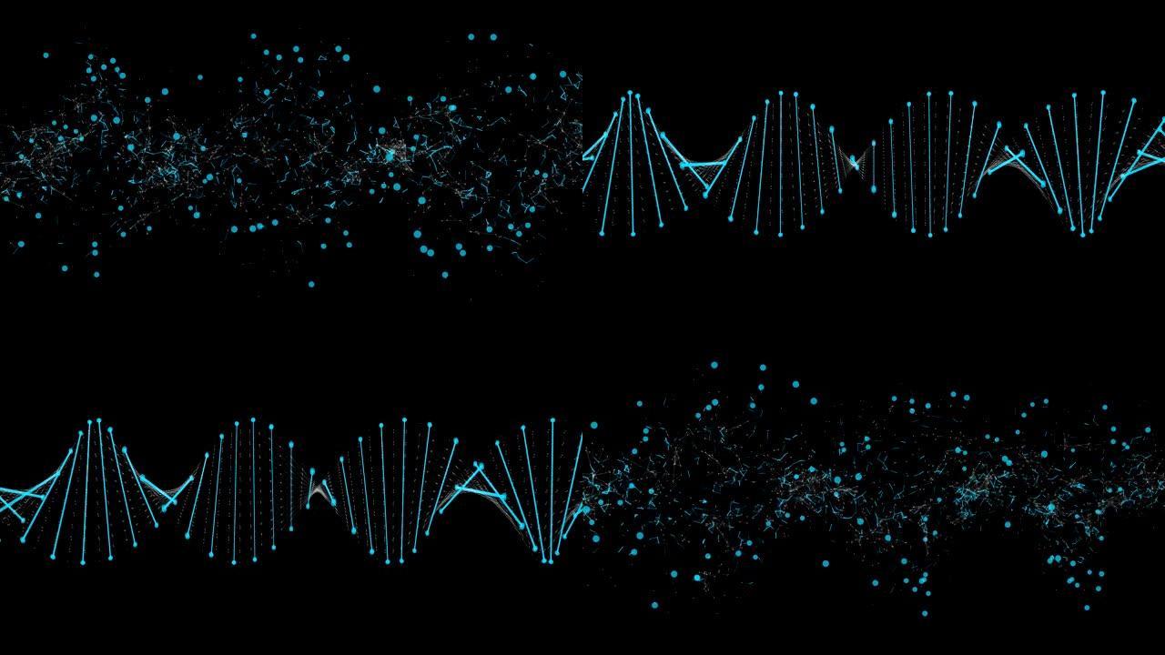 DNA分裂的动画。背景是黑色的。特写。60 FPS。摄像机从左到右移动。