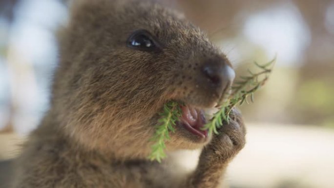 在罗特尼斯岛上吃野生Quokka的特写肖像。西澳大利亚州旅游业。慢动作。红色相机。