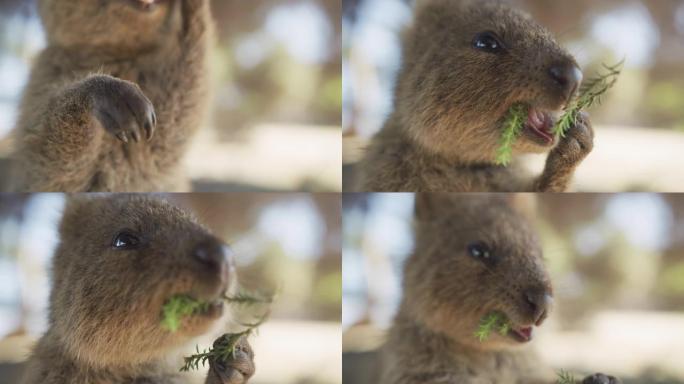 在罗特尼斯岛上吃野生Quokka的特写肖像。西澳大利亚州旅游业。慢动作。红色相机。