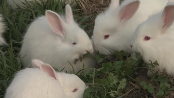 白色兔子一起吃草的特写