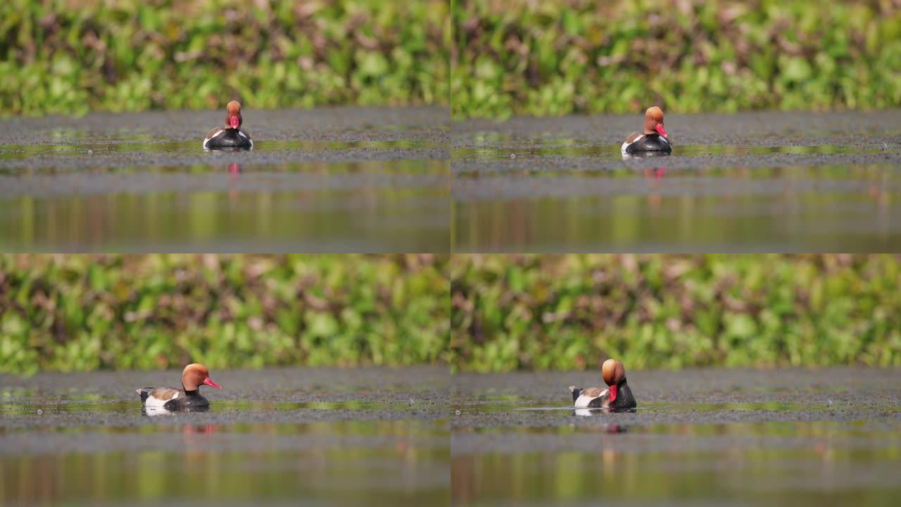 成年雄性红冠潜鸭湿地湖泊戏水鸟类生态环境