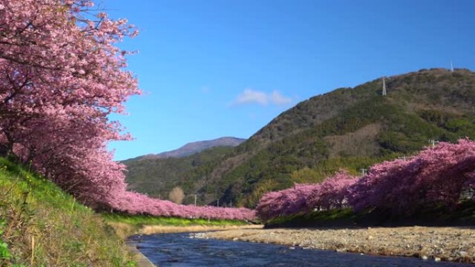 河津樱花树，河岸上有油菜花