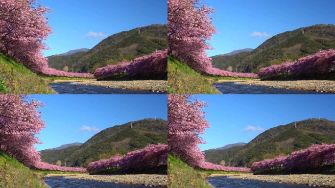 河津樱花树，河岸上有油菜花