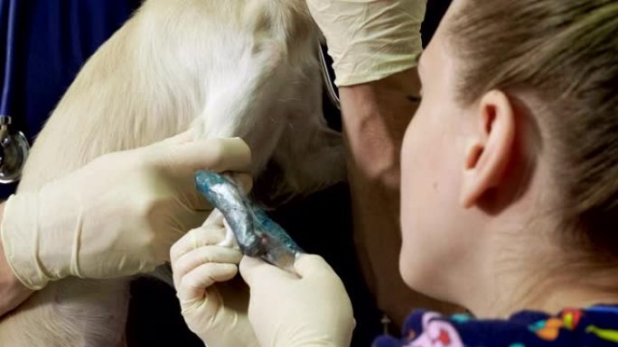 兽医诊所的两名兽医治疗吉娃娃狗的爪子骨折。4K