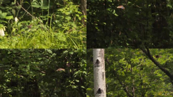 高山黑燕尾 (Papilio maackii) -兴安自然保护区