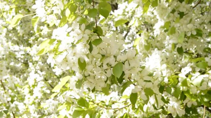 春天，微风轻拂着白色开花的苹果树枝。树枝移动的特写。春日盛开的苹果树树枝