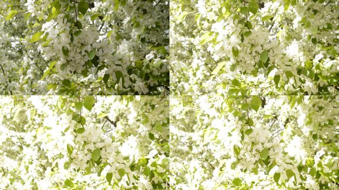 春天，微风轻拂着白色开花的苹果树枝。树枝移动的特写。春日盛开的苹果树树枝