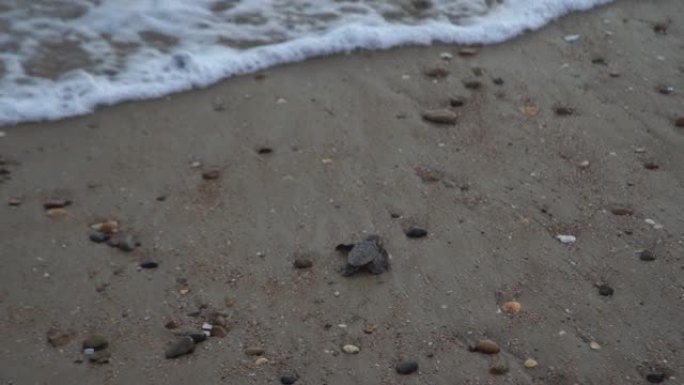 小乌龟孵化和在海滩上散步到海洋自然环境中的新生活之美澳大利亚班达伯格昆士兰继续散步