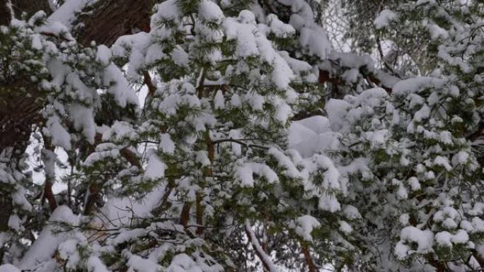 雪松 (樟子松) 被雪覆盖