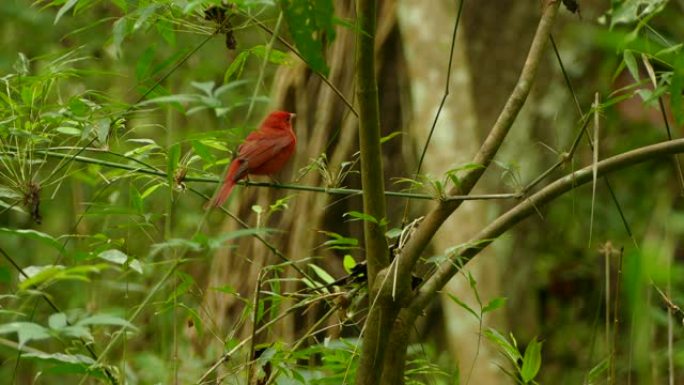美丽的红色夏季塔纳格栖息在巴拿马丛林的光枝上